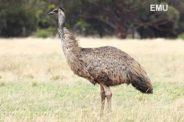  Emu